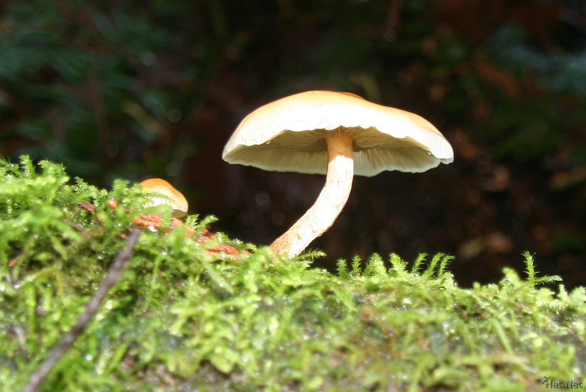 mushroom of teapot hill