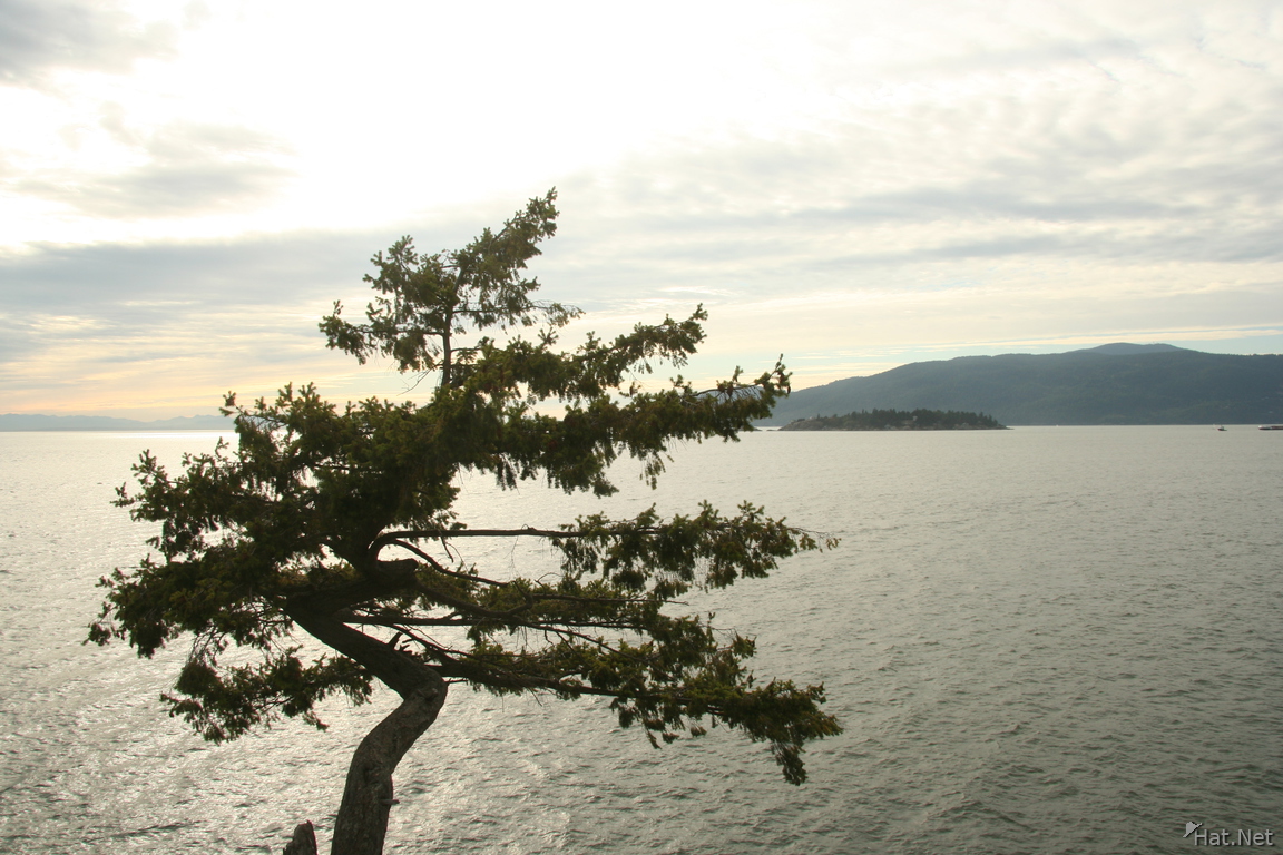 a single tree overlooking vancouver coast