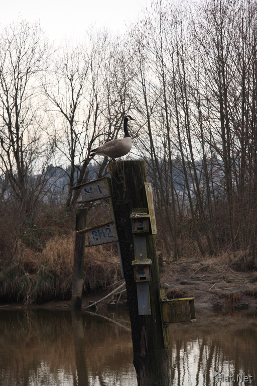 canadian goose stands on bird house