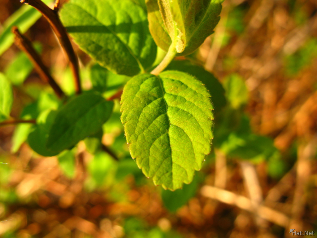 round leaves