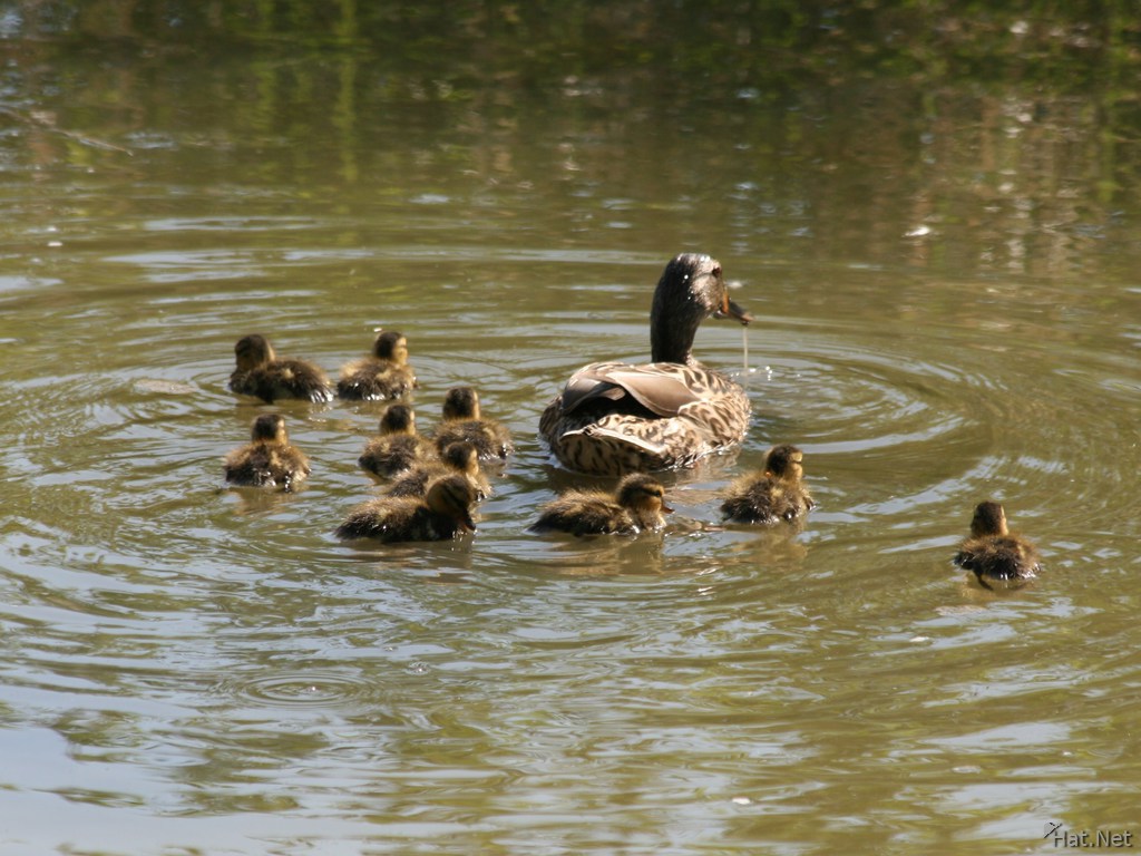mallard mother and ducklings