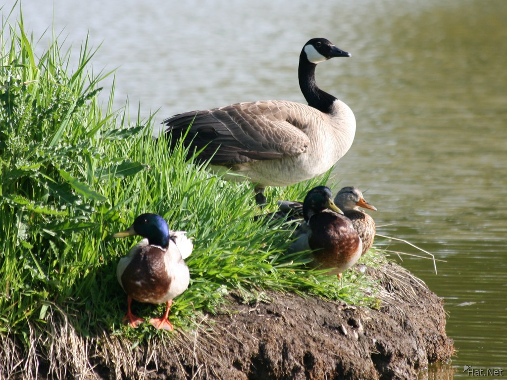 canadian goose and mallard