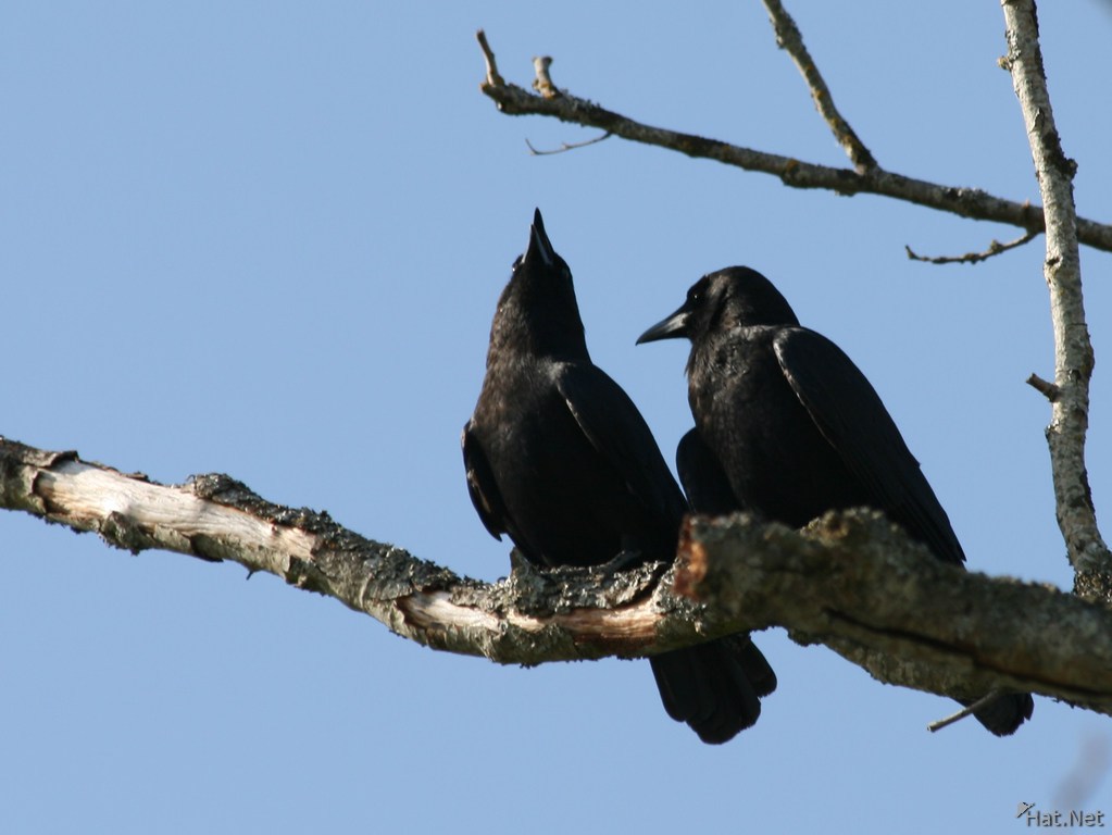 northwestern crows