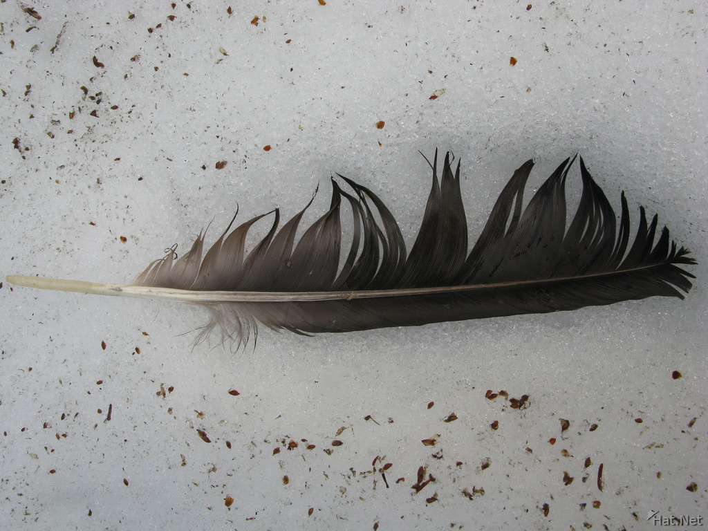 feather of an eagle