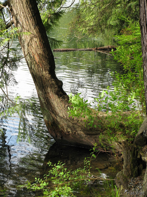lake side tree