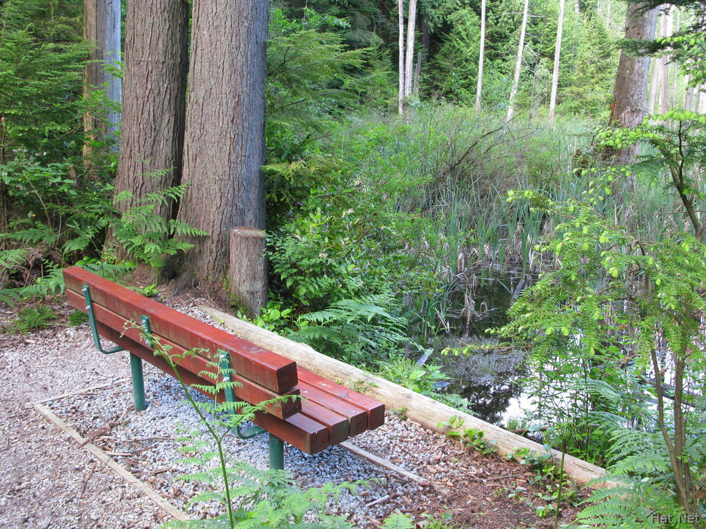 bench of woodheaven swamp