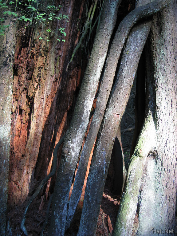 hideout in tree