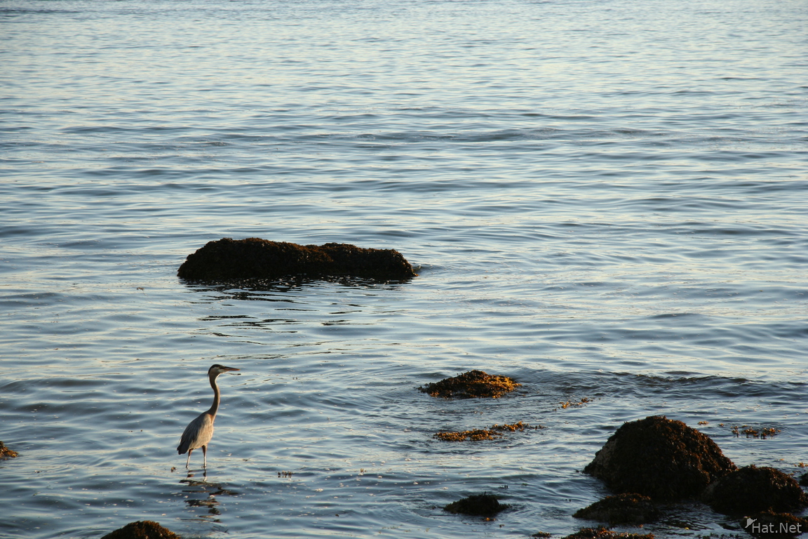 lonely sea bird