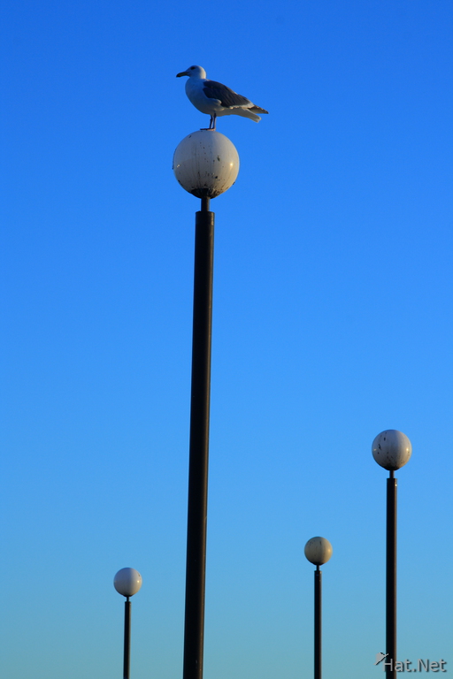 seagull and lamp posts