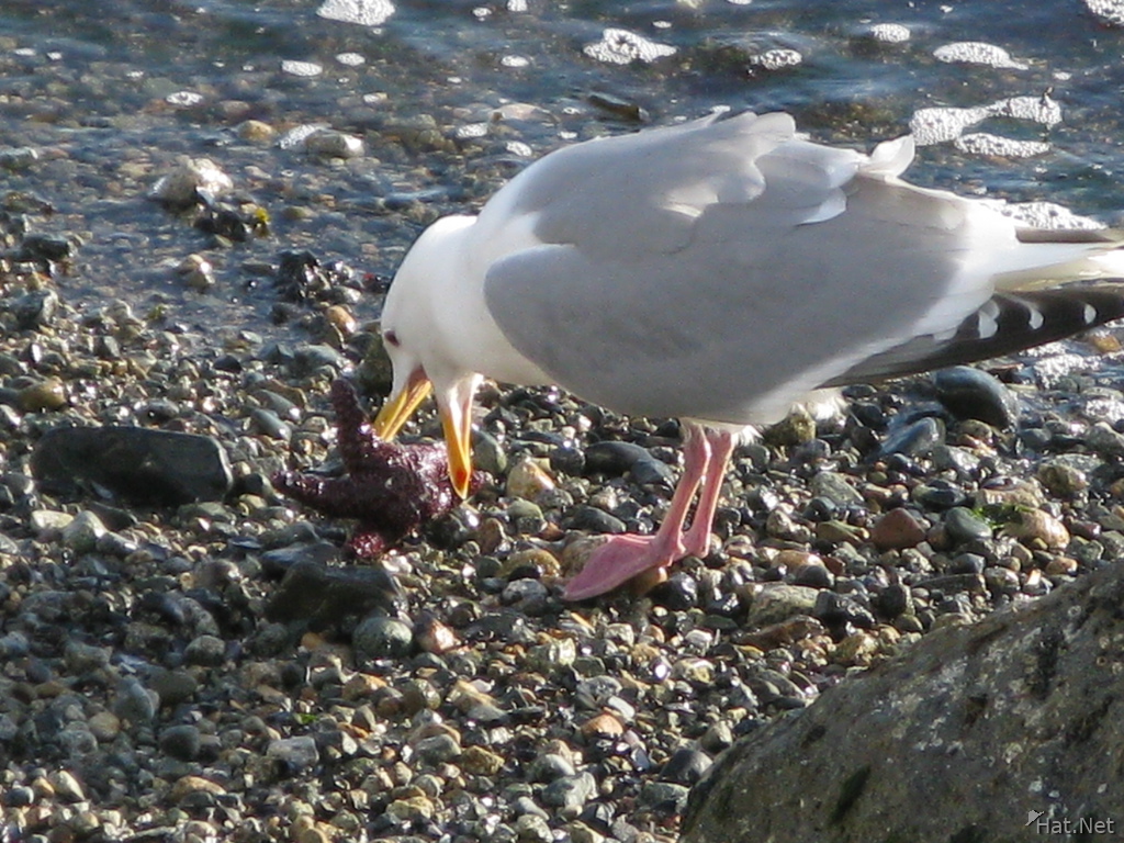seagull pecking star fish