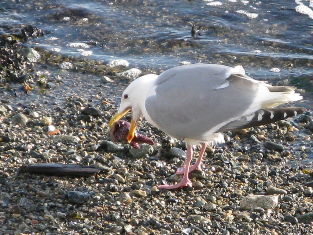 seagull swallowing star fish