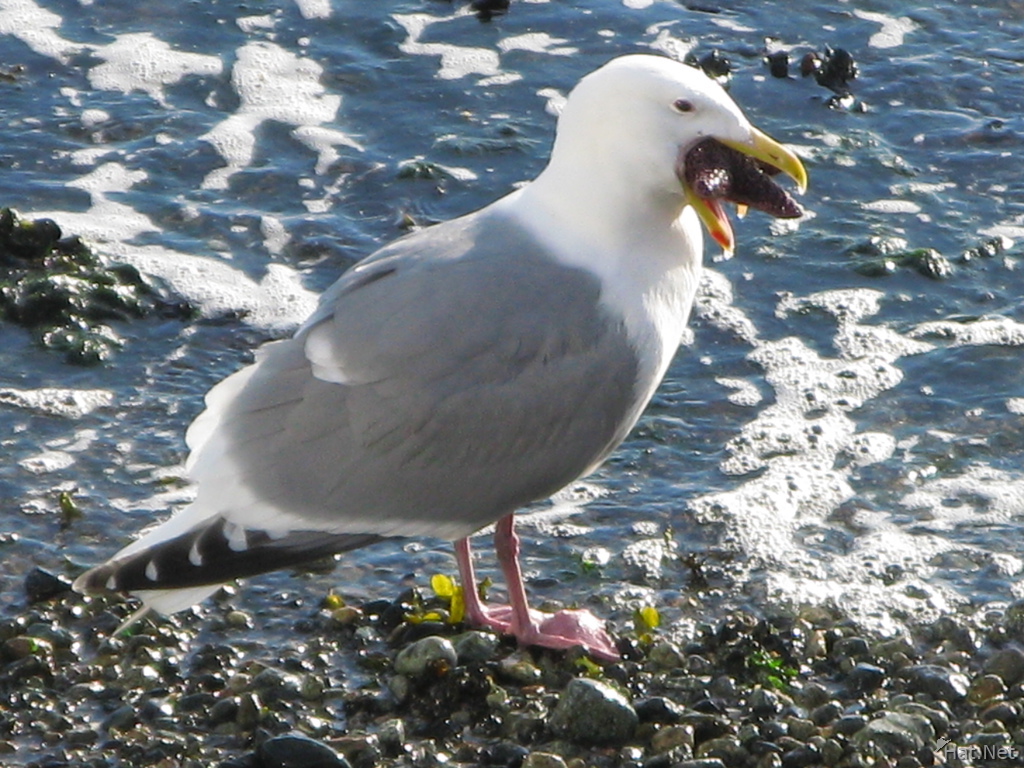 seagull eat star fish