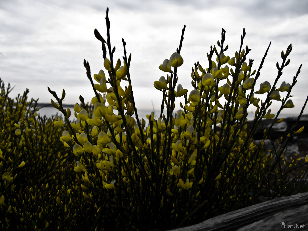 yellow bush flowers