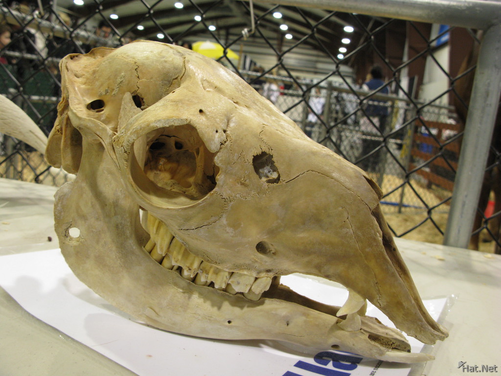 tradex pet show - skull