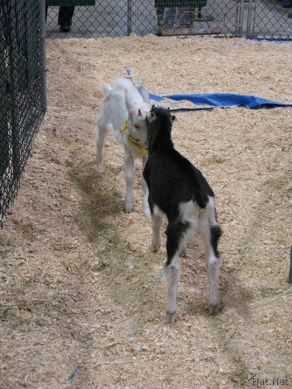 dueling baby goats